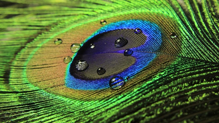 Macro photograph of a peacock feather with water droplets