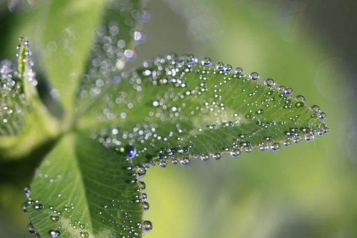 Close-up of clover leaf with dew drops