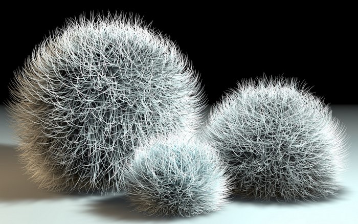Three fluffy white spherical plants on a dark background