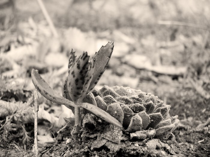 Monochrome close-up of a succulent plant in soil
