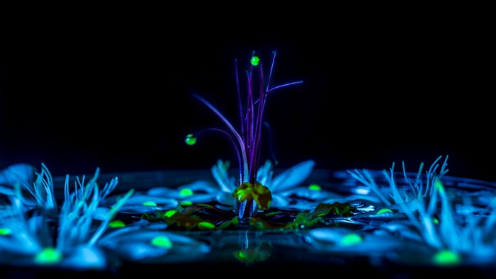 Macro photography of glowing flower stamens at night