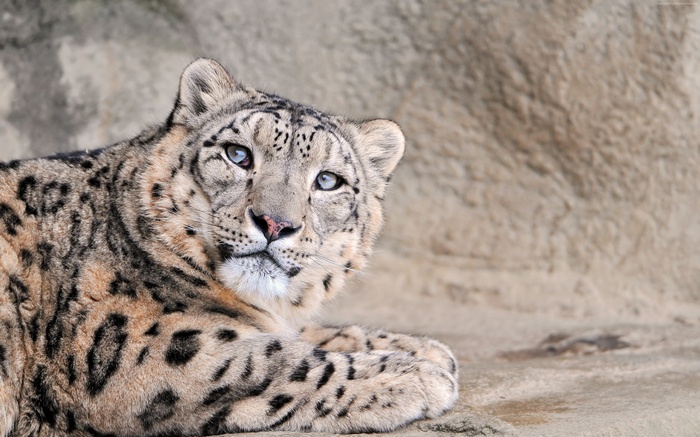 Snow Leopard lying on a rock