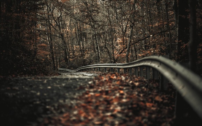 Autumn forest road with guardrail and fallen leaves