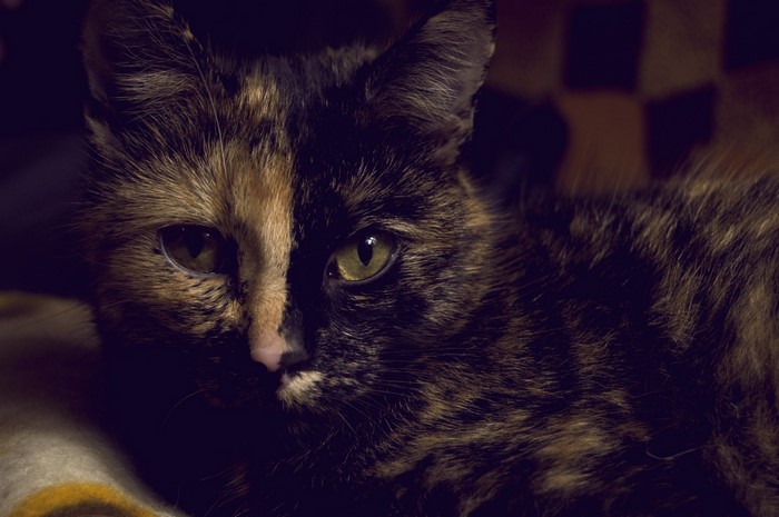 Close up of a tortoiseshell cat's face