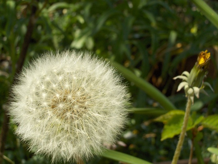 Close up of a dandelion seed head with a bud