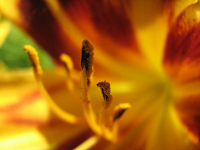 Close-up of a yellow and red lily flower stamen and petals