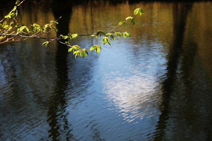 Branch with green leaves over a body of water