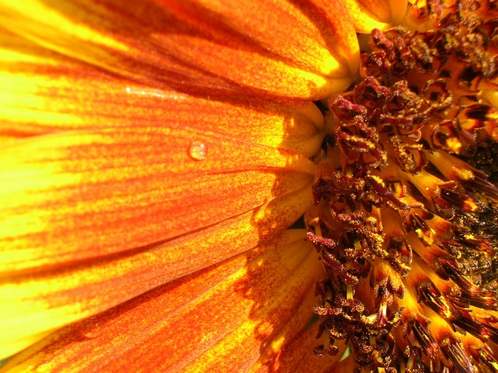 Close-up of a sunflower petal with water droplet
