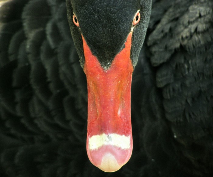 Close up of a black swan's head and beak