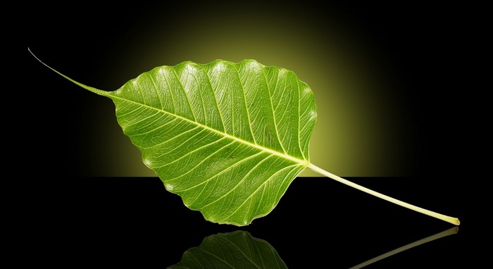 Green leaf with wavy edges and prominent veins