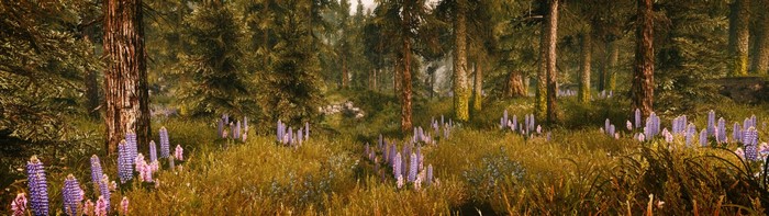 Forest meadow with lupine flowers and trees