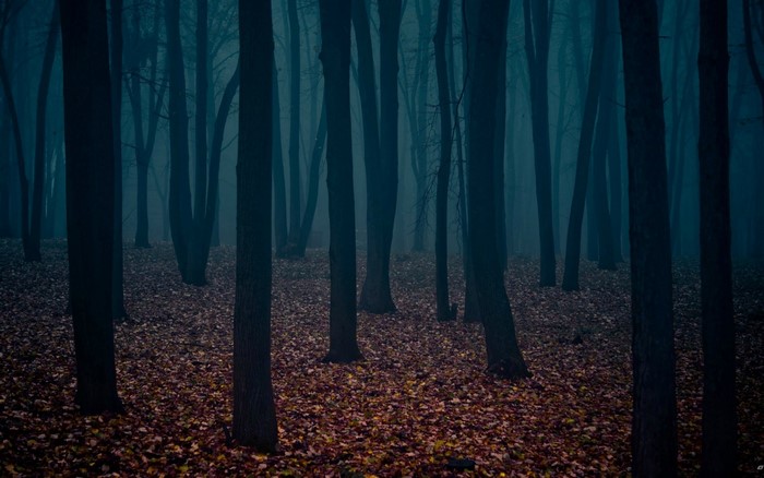 Dark misty forest with fallen autumn leaves