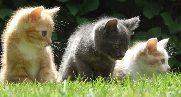 Three kittens sitting in green grass