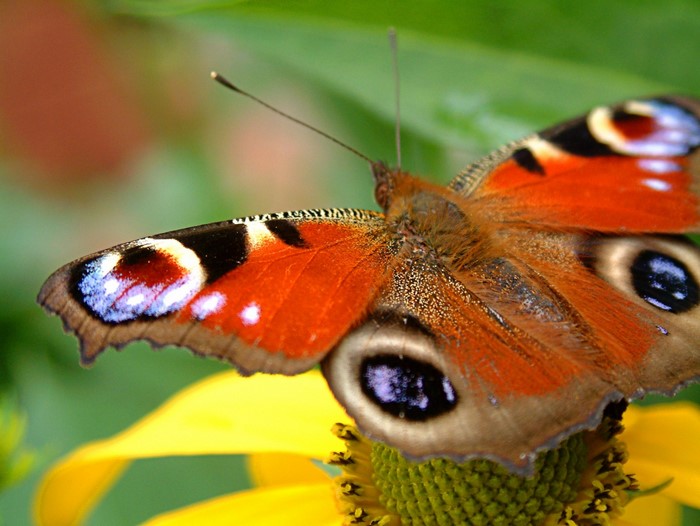 Peacock butterfly on a yellow flower