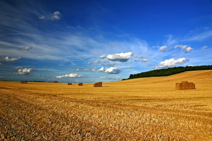 Hay bales in a golden wheat field under a blue sky