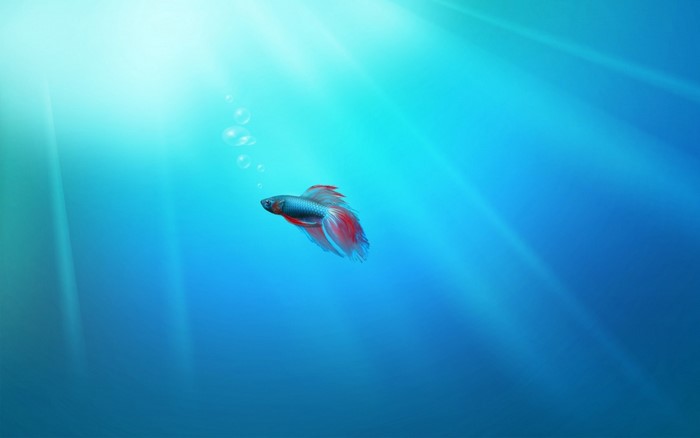 Betta fish swimming underwater with sun rays and bubbles