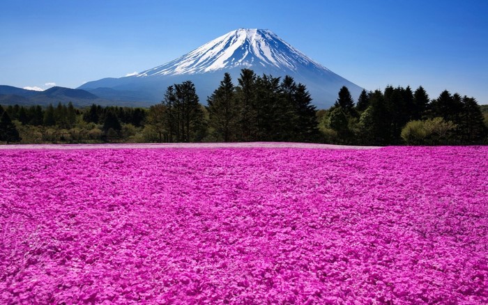 Mount Fuji and pink moss phlox field in Japan