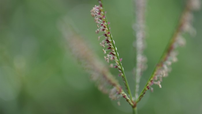 Close-up of grass seed head with blurred green background