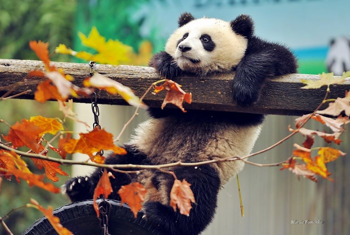 Giant panda resting on a wooden branch with autumn leaves