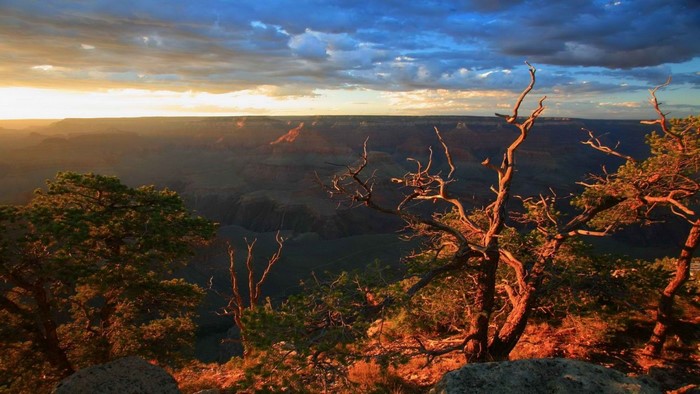 Grand Canyon at sunset with trees in foreground