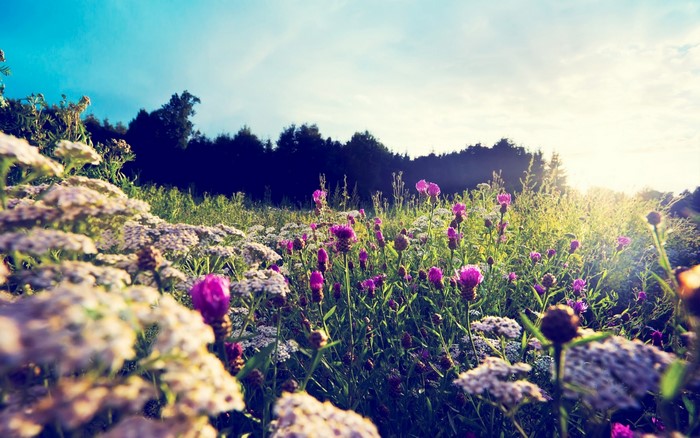 Field of wildflowers with purple thistles and white yarrow