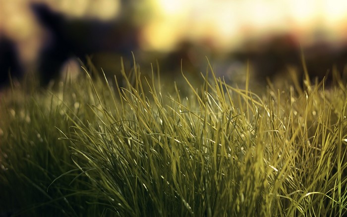 Close-up of green grass with blurred background