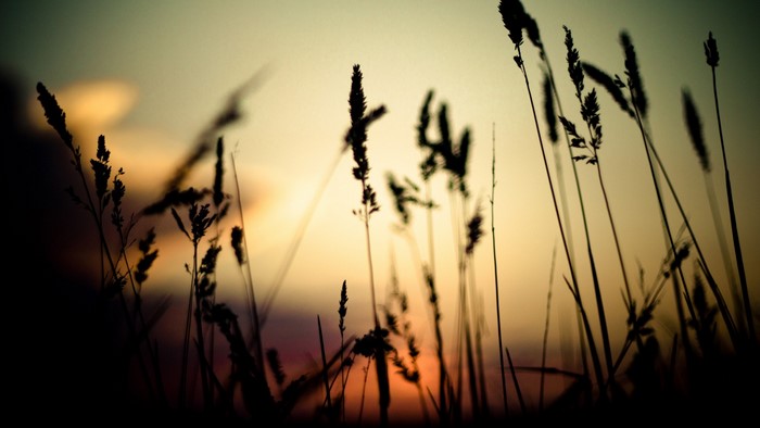 Silhouette of grass against a sunset sky