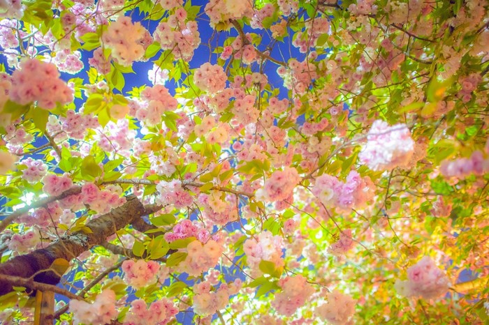 Pink cherry blossoms on a tree branch against a blue sky