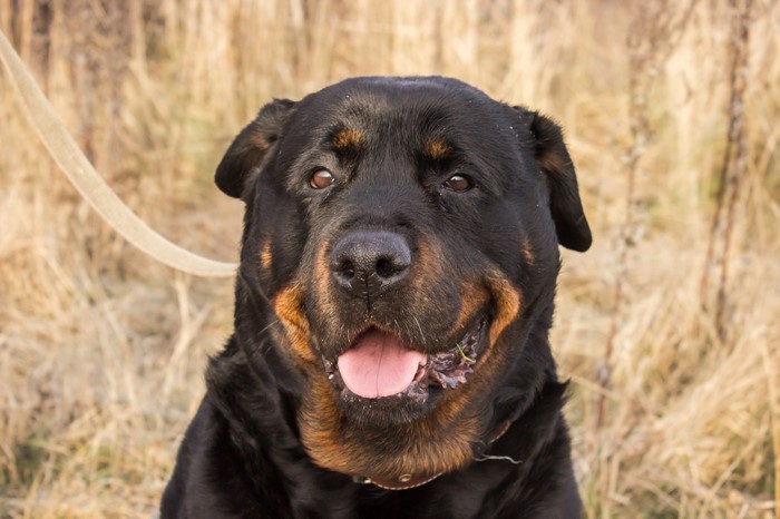 Rottweiler dog in a field