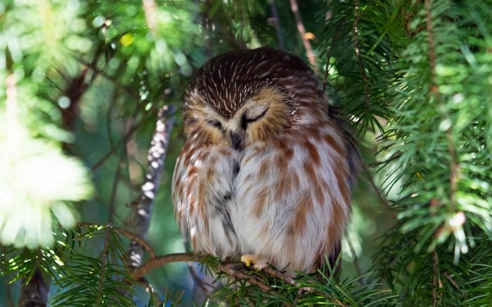 Northern Saw-whet owl sleeping on a pine branch
