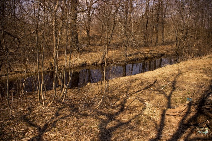 Bare trees line a narrow stream in a dry forest