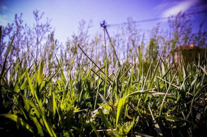 Low angle view of green grass with trees and power lines in background