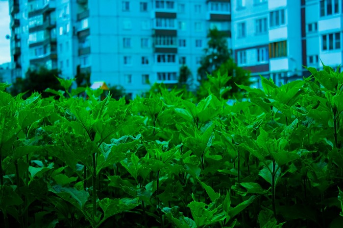 Green plants in front of apartment buildings