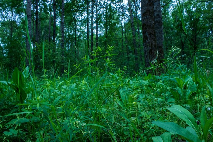 Lush Green Forest Floor in Russia