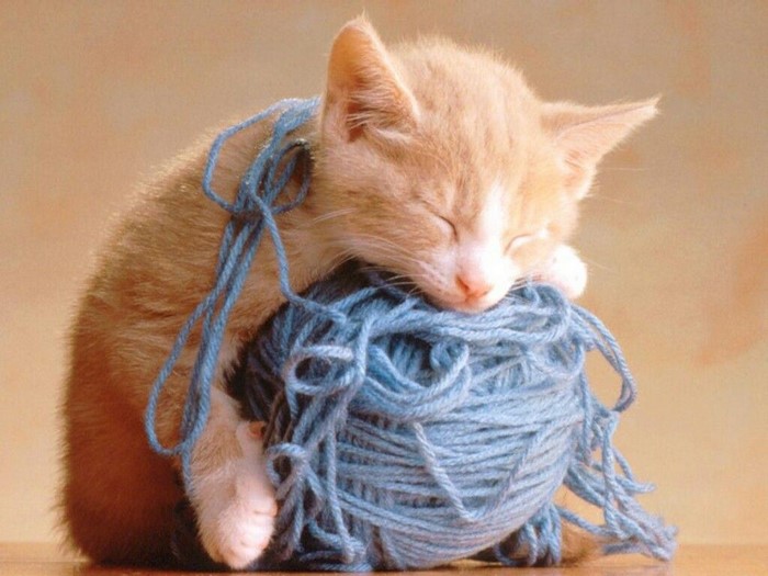 Kitten sleeping on a ball of blue yarn