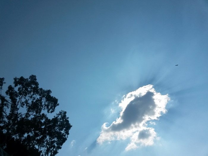 Sunlight rays through clouds with a bird and tree