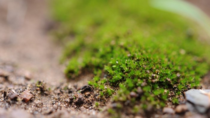 Close-up of moss growing on soil