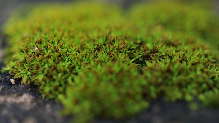 Close-up of green moss on dark ground