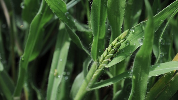 Close-up of green grass with water droplets