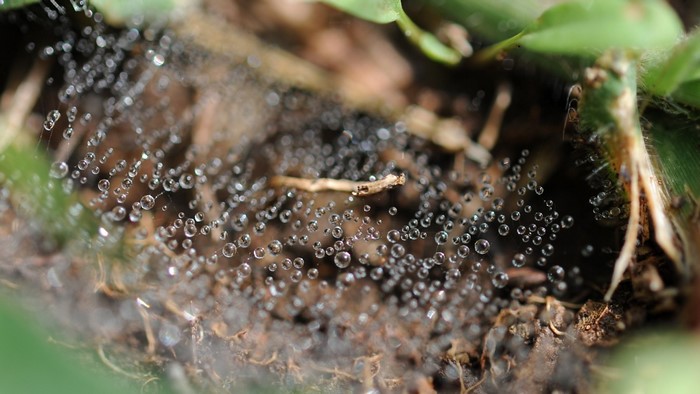 Spider web with water drops on the ground