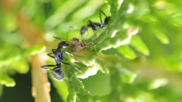 Close-up of ants on a green plant branch