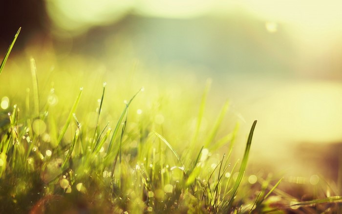 Close-up of grass with dew drops in morning sunlight