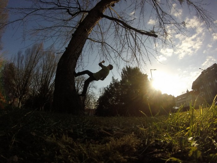 Man climbing a tree in a park during sunset