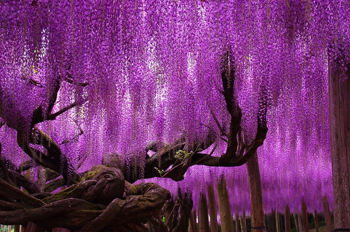 Purple Wisteria flowers hanging from a tree
