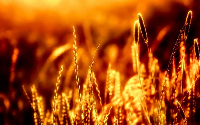 Close-up of wheat stalks in golden sunlight
