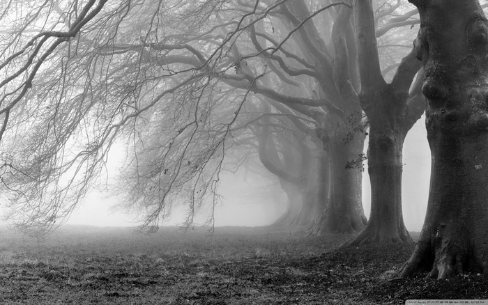 Monochrome forest with trees in fog