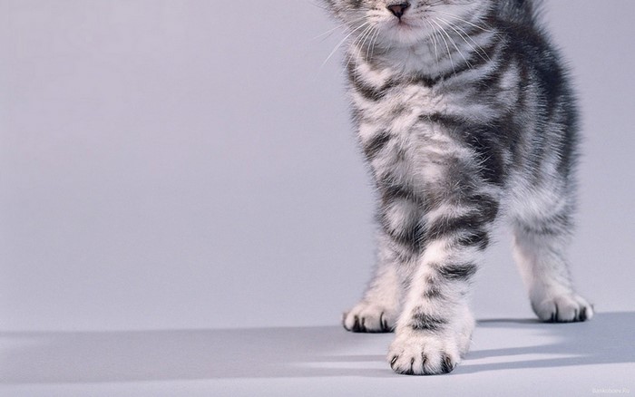 Close-up of a tabby kitten's legs and paws