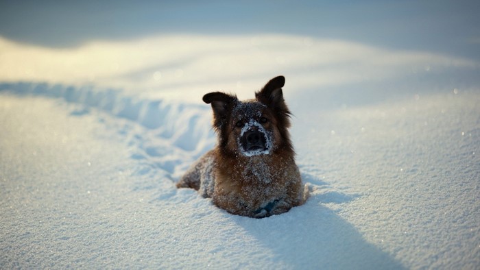A dog lying in the snow with snow on its face