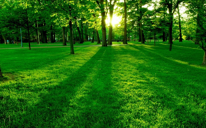 Sunlight filtering through trees in a park