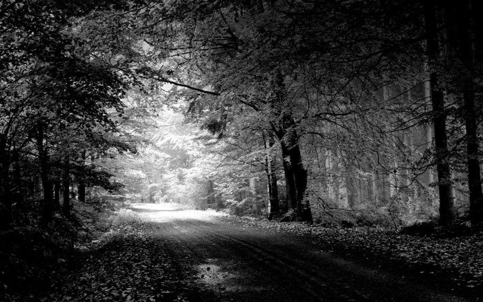 Sunlight filtering through trees onto a forest path